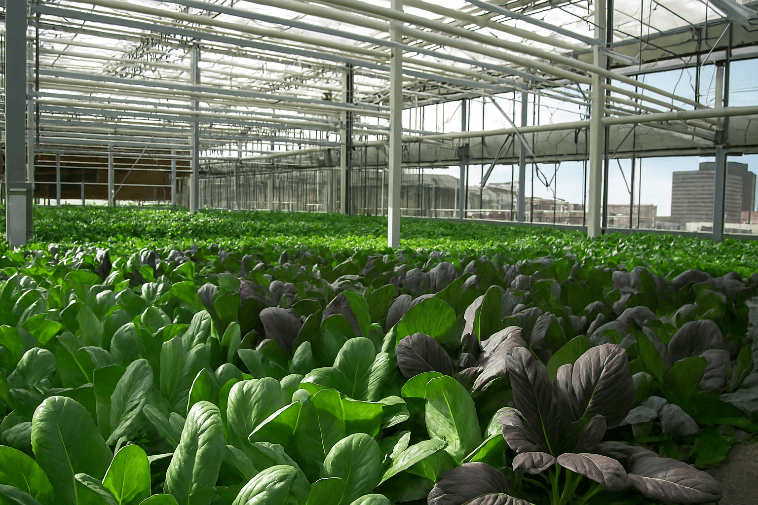 Urban greenhouse with leafy greens